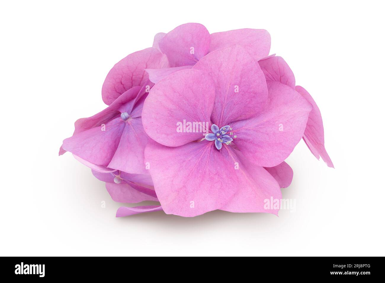 Pink Hydrangea flower isolated on white background Stock Photo - Alamy