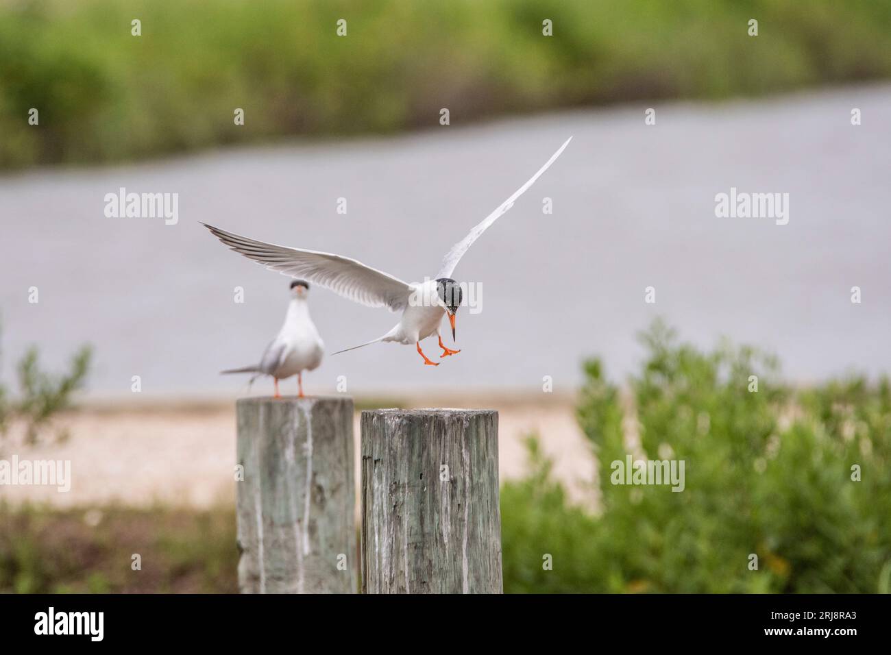 Forster's tern landing on post, wings/feet outstretched  with water background, habitat included, anahuac national wildlife refuge, texas, usa Stock Photo