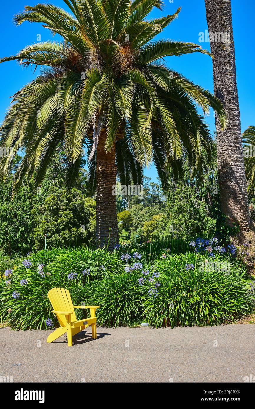 Big leafy trees hi-res stock photography and images - Alamy