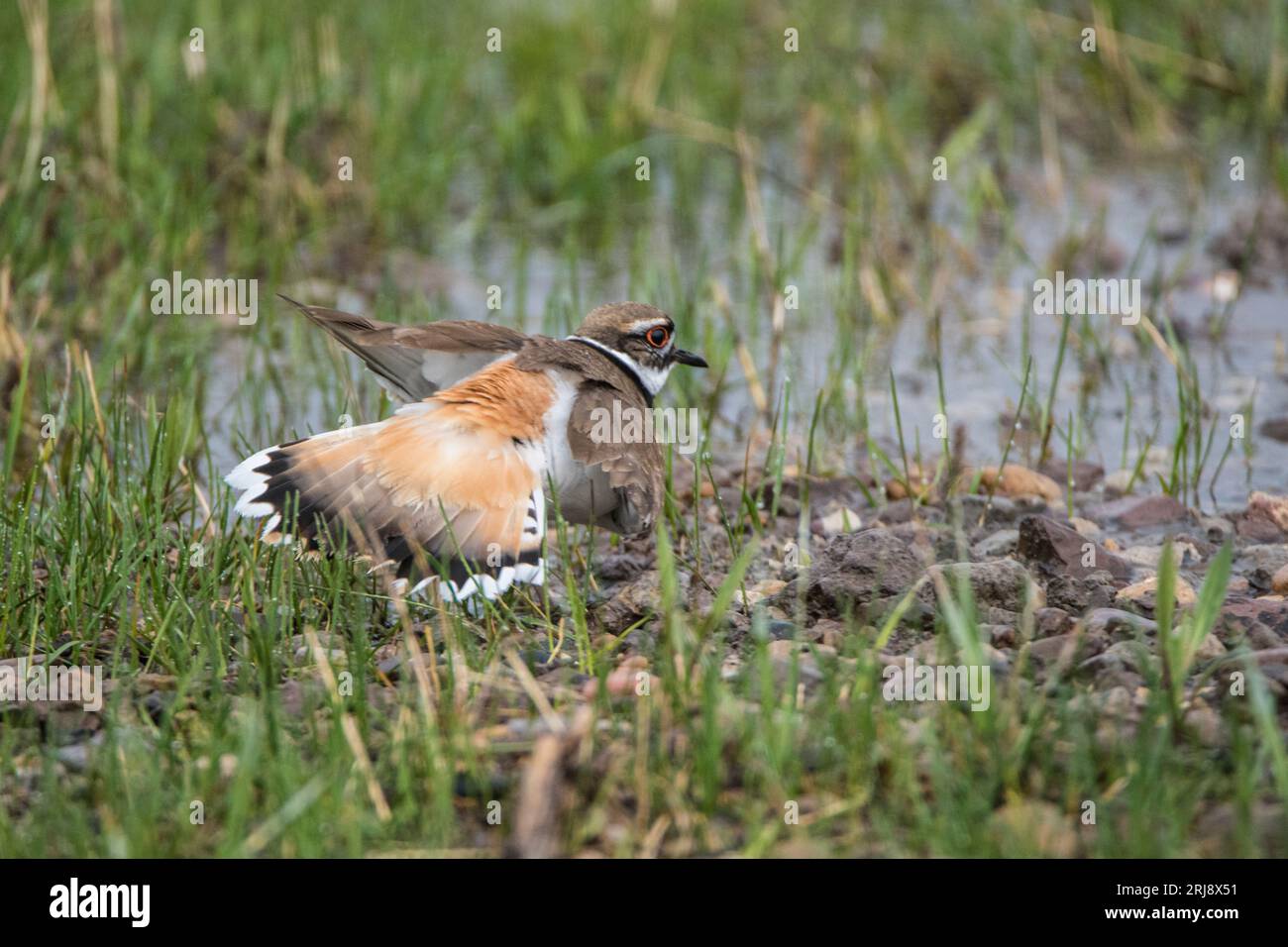 A killdeer (shorebird) spreads wings and tail in an attempt to distract a predator from its nest, Island Park, Idaho, USA Stock Photo