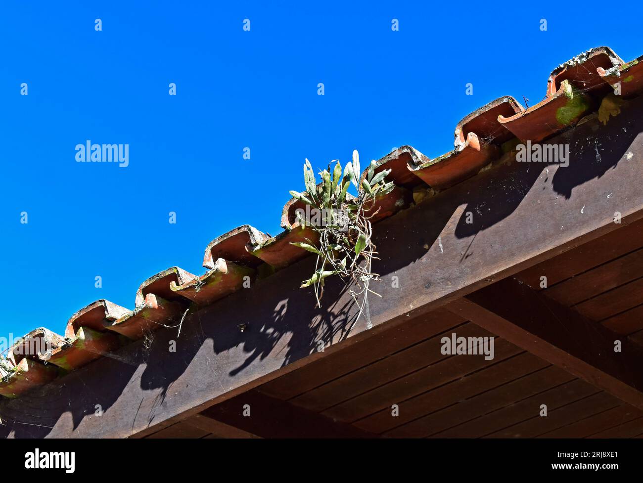 Vine ferns or snakeferns on tree trunk (Microgramma squamulosa) on the edge of the roof Stock Photo