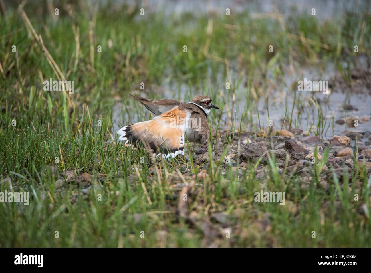 A killdeer (shorebird) spreads wings and tail in an attempt to distract a predator from its nest, Island Park, Idaho, USA Stock Photo