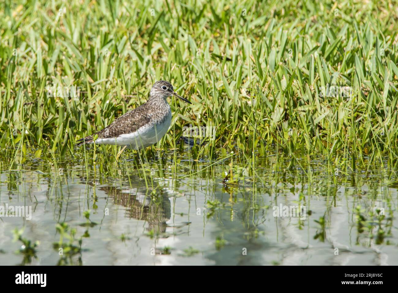 A solitary Sandpiper, a small shorebird, wades in flooded grass, South