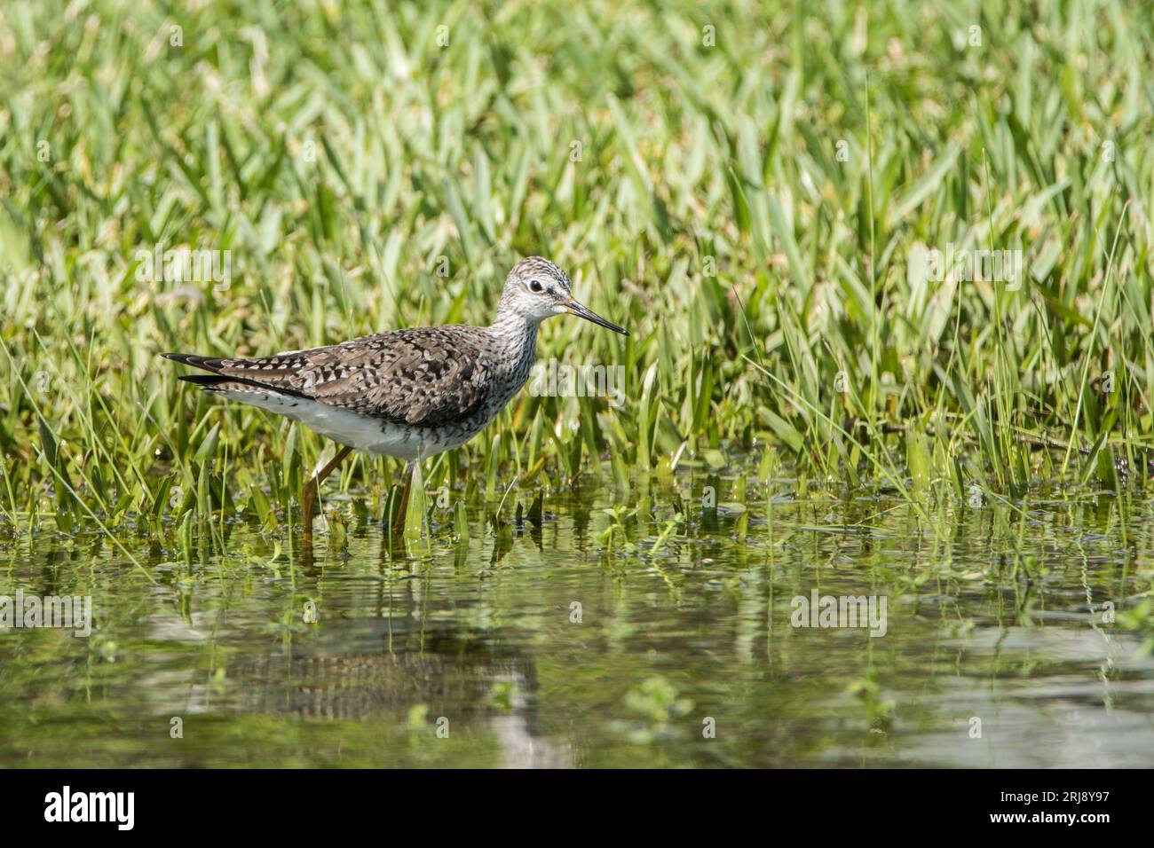A Solitary sandpiper, a small shorebird, wades in flooded grass at