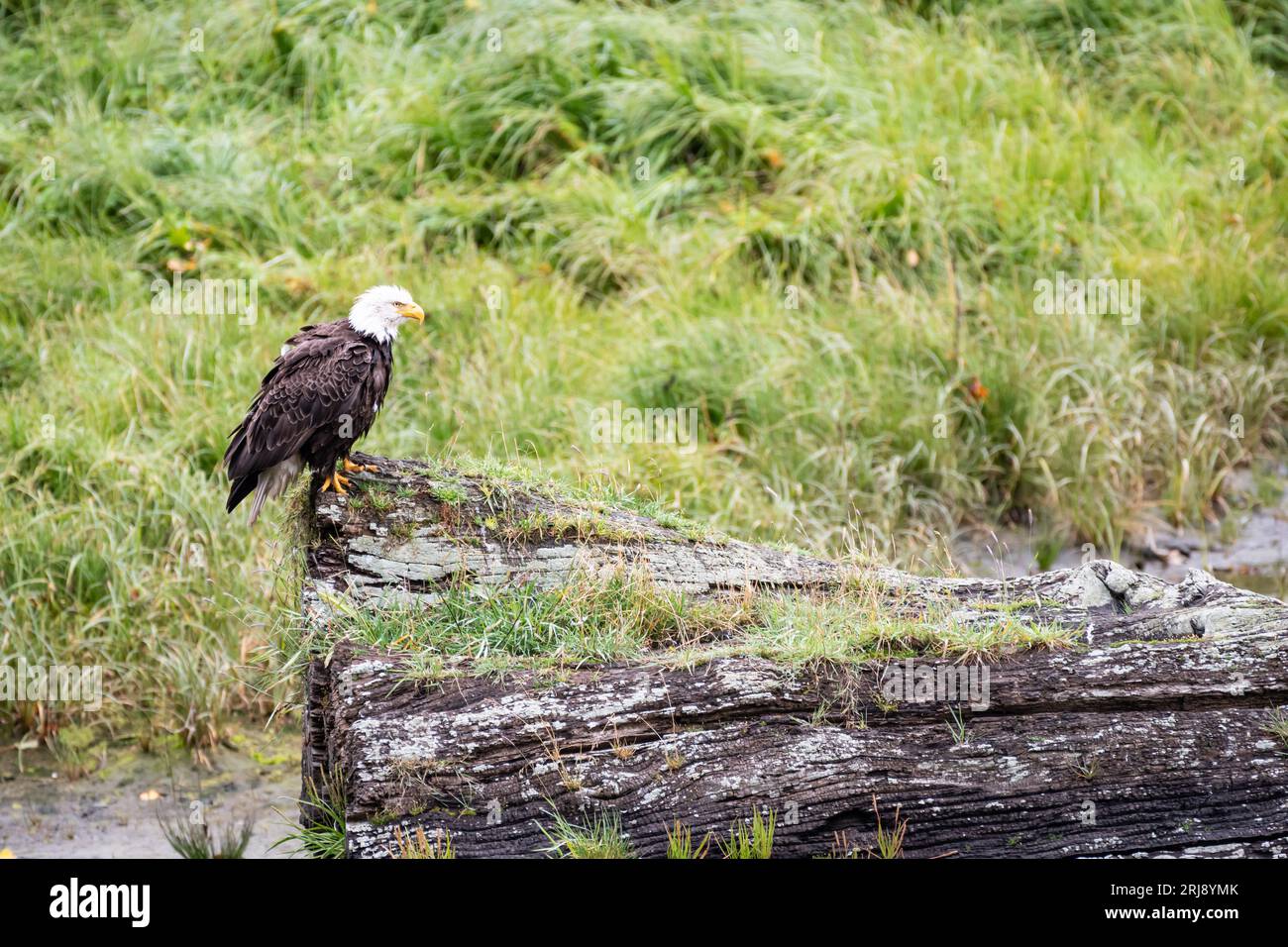 Photograph of a bald eagle perched on a log in its natural habitat