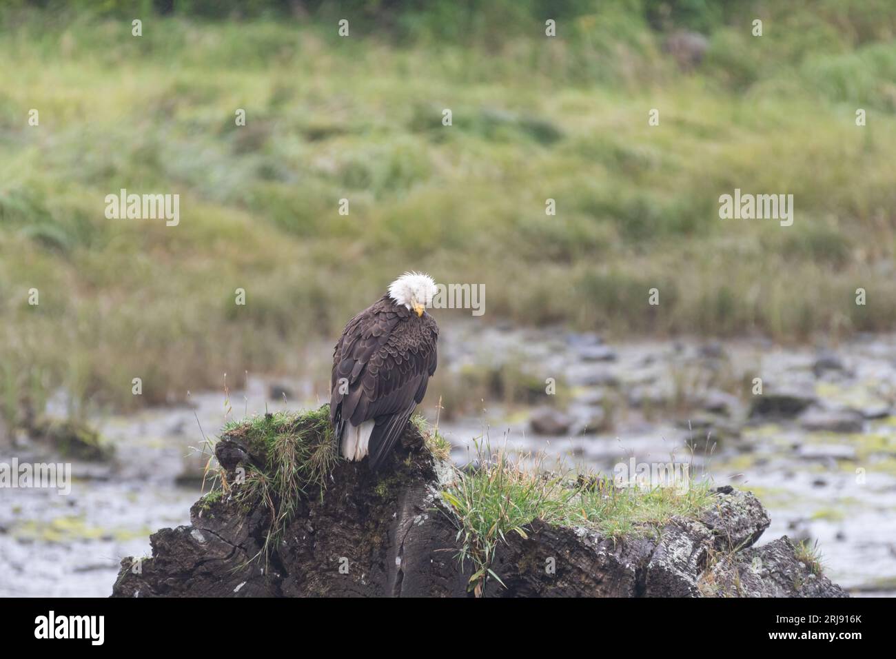 Photograph of a bald eagle perched on a rock in its natural habitat. Stock Photo