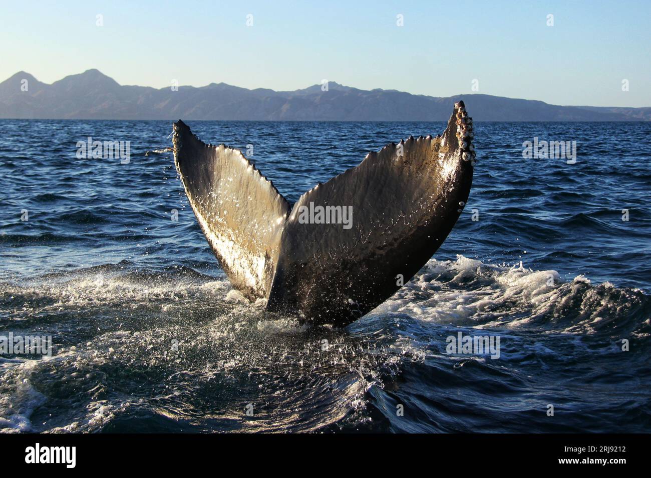 A majestic whale tail breaching the surface of the pristine waters of ...