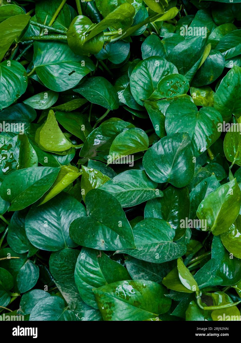 Lush green leaves glimmering hi-res stock photography and images - Alamy
