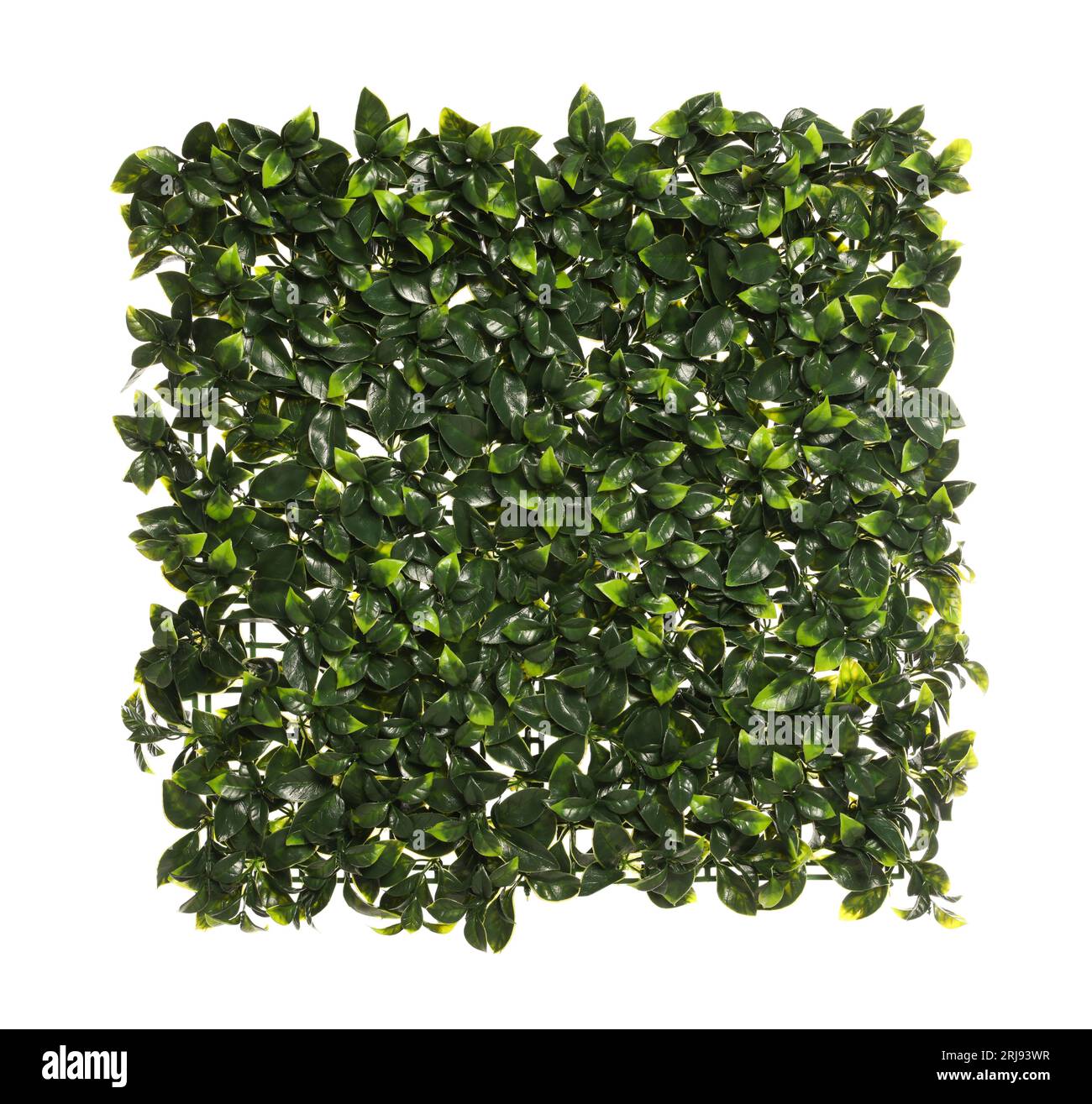 Green artificial plants with lush leaves isolated on white Stock Photo