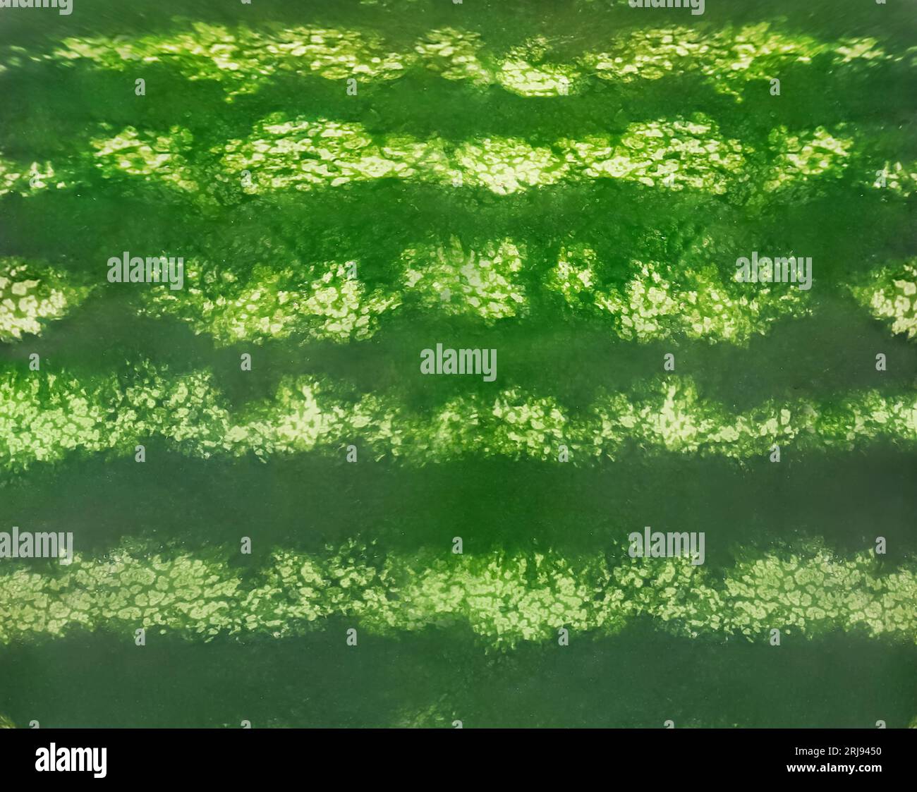 Green striped rind of watermelon as background, closeup Stock Photo - Alamy