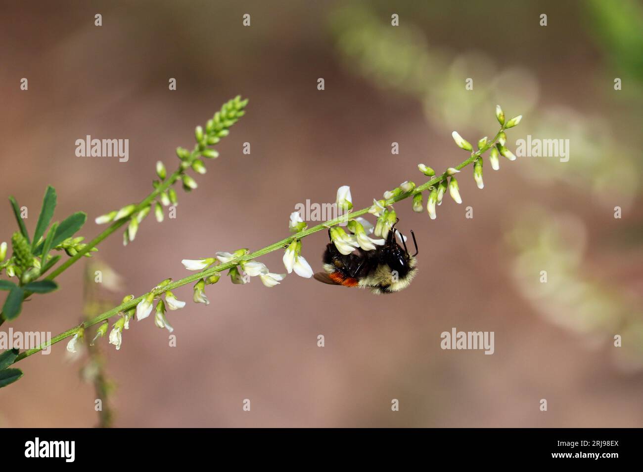 Hunt's bumblebee or Bombus huntii feeding on sweet clover at Woods Canyon Lake near Payson, Arizona. Stock Photo
