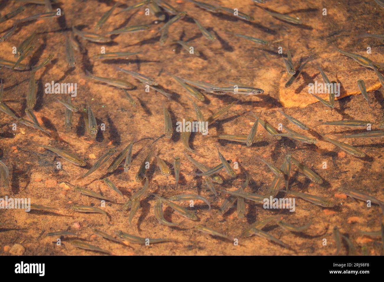 A school of long-finned dace or Agosia chrysogaster at Woods Canyon Lake near Payson, Arizona. Stock Photo