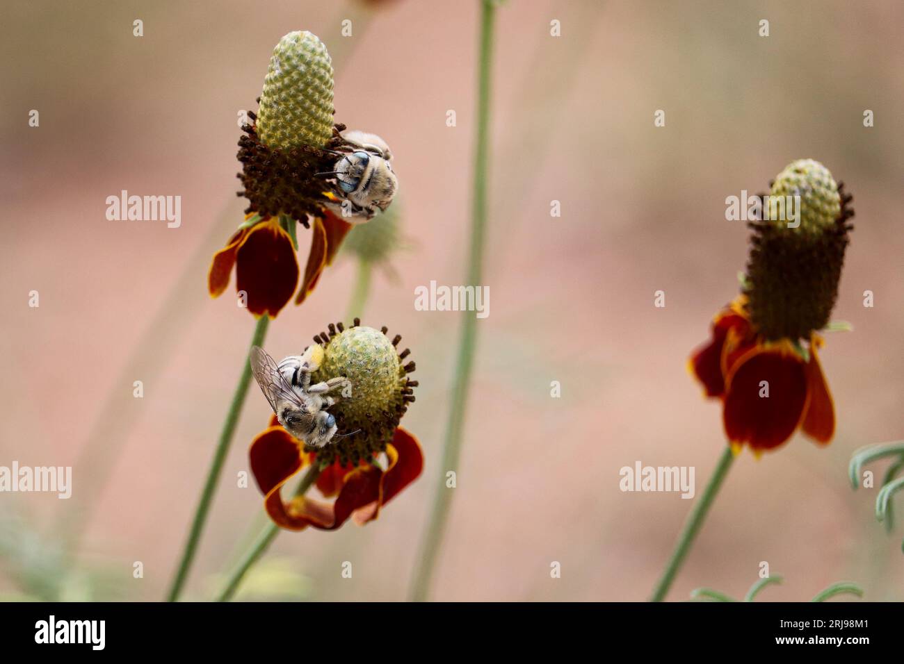 Prairie coneflowers or Ratibida columnifera with two long horned bees feeding on them at Green Valley Park in Payson, Arizona. Stock Photo