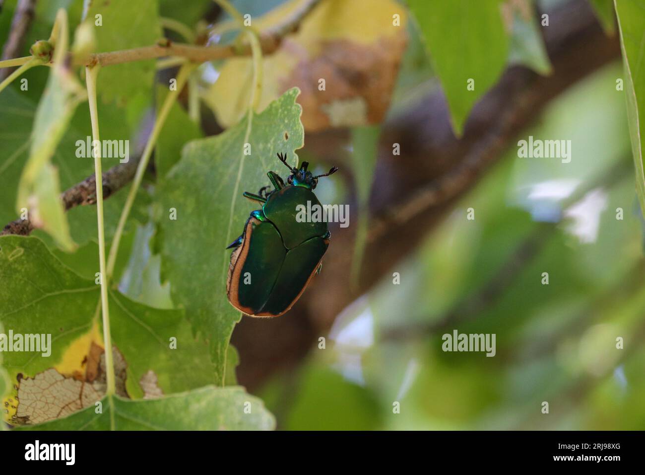 Fig eating beetle hires stock photography and images Alamy