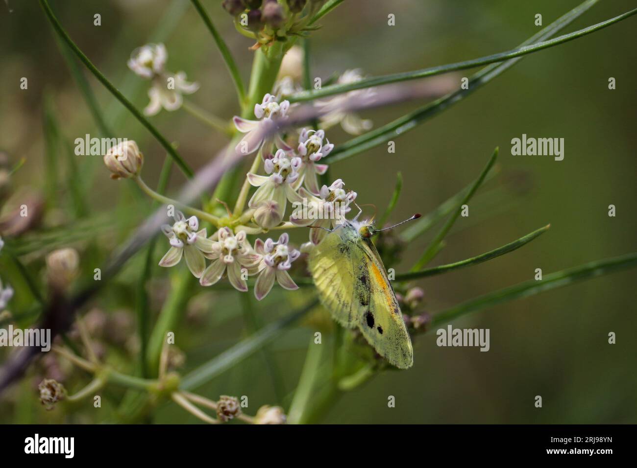 Dainty sulphur or Nathalis iole feeding on milkweed flowers at Sawmill Crossing in Payson, Arizona. Stock Photo