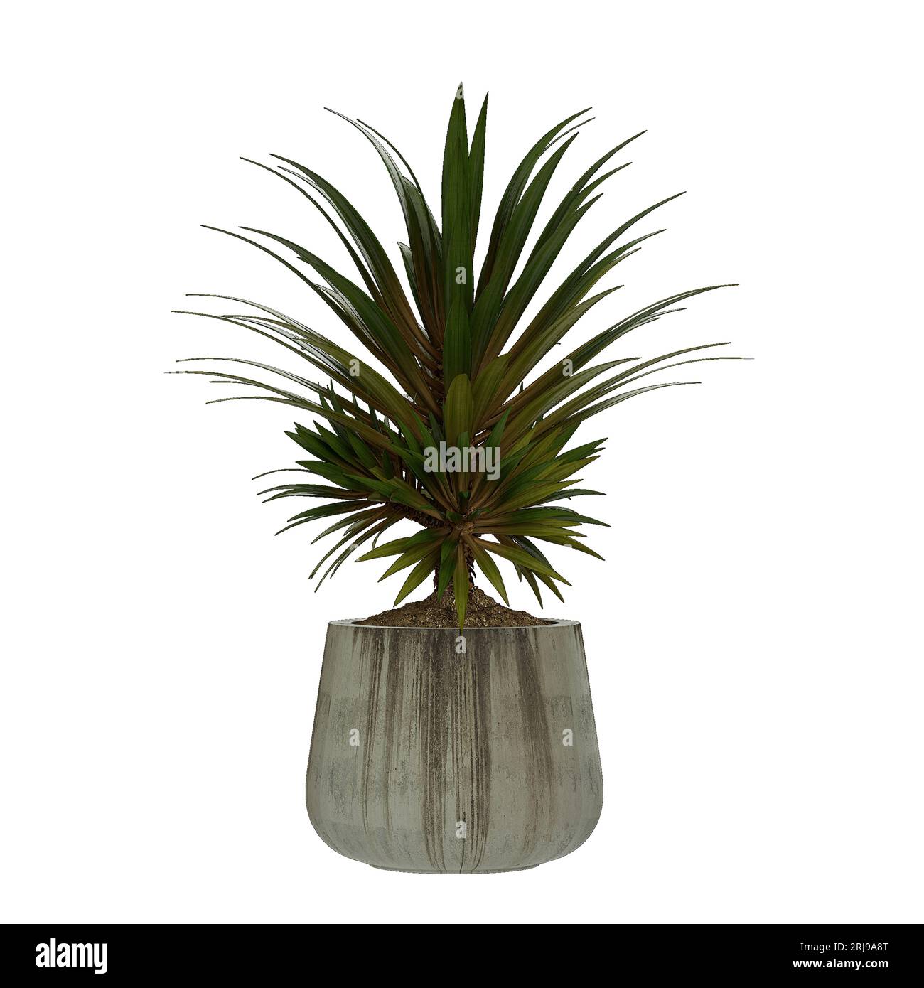 decorative potted plants on a white background Stock Photo - Alamy