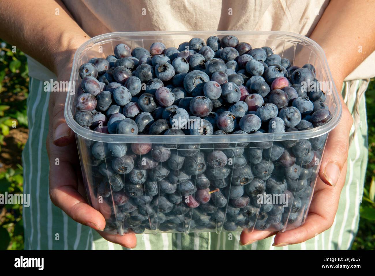 Woman holding European blueberry (Vaccinium myrtillus) in her hands. Bilberry, blaeberry, wimberry, and whortleberry close up. Stock Photo