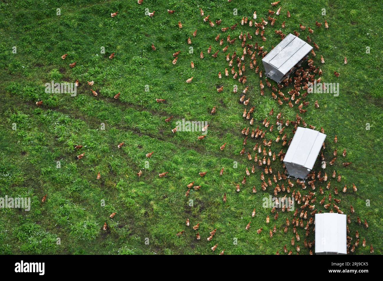 Freerange chickens gather around a mobile feeder, showcasing their