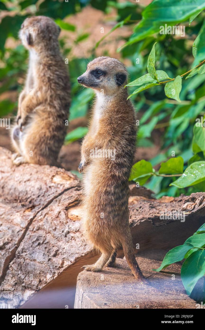 Meerkat standing on two legs hi-res stock photography and images - Alamy