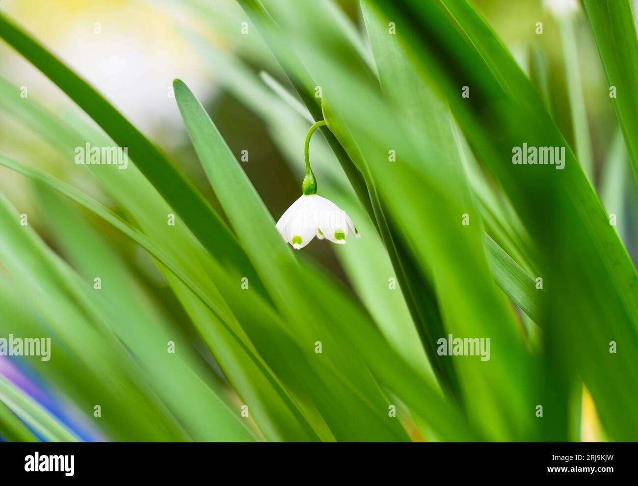 Flower lily valley growing hi-res stock photography and images - Alamy