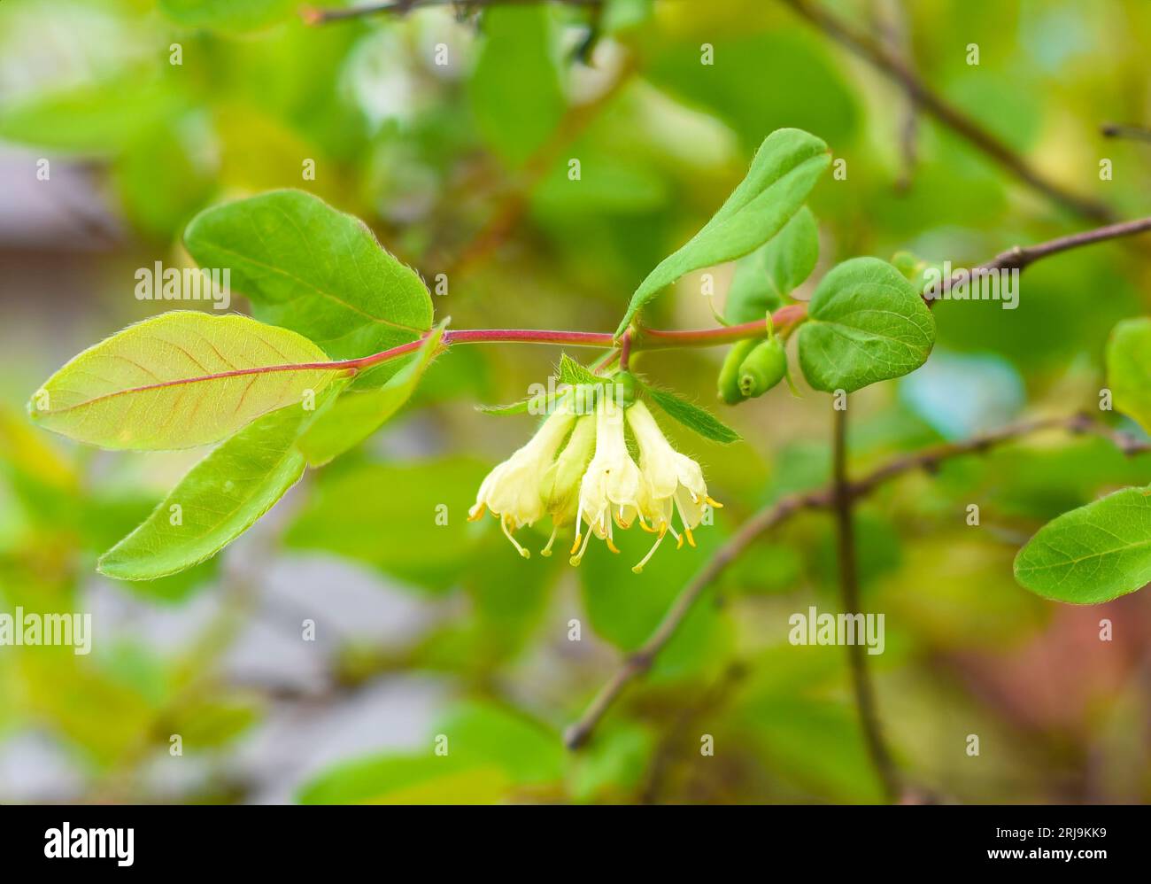 Honeysuckle flowers with berries in spring Stock Photo