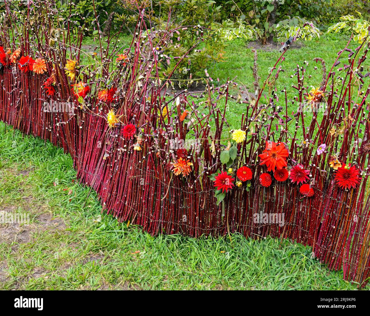 Decorative fence handmade of branches and red, yellow, orange flowers of dahlia and aster in the garden Stock Photo