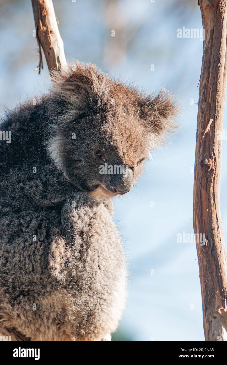 Australian koala, an iconic marsupial species found only in australia