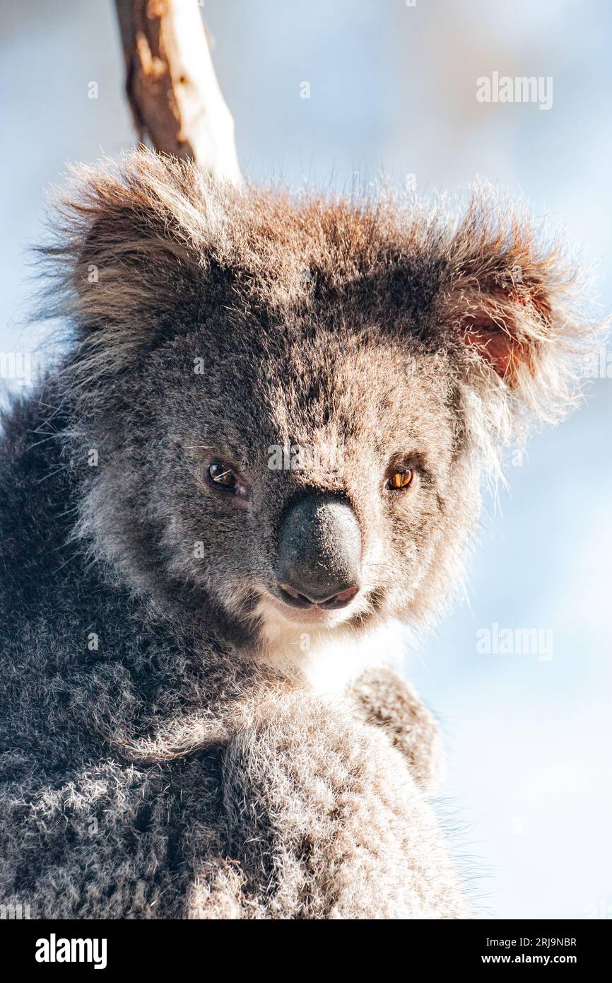 Australian koala, an iconic marsupial species found only in australia