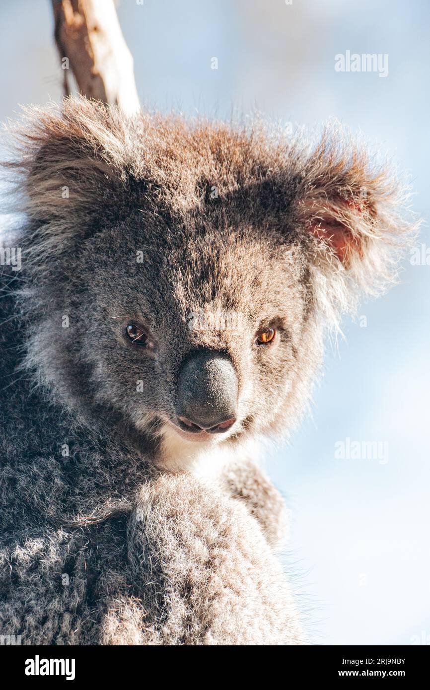 Australian koala, an iconic marsupial species found only in australia