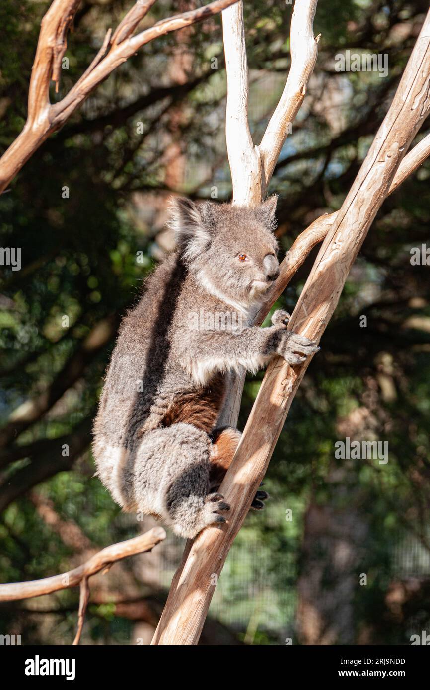 Australian koala, an iconic marsupial species found only in australia