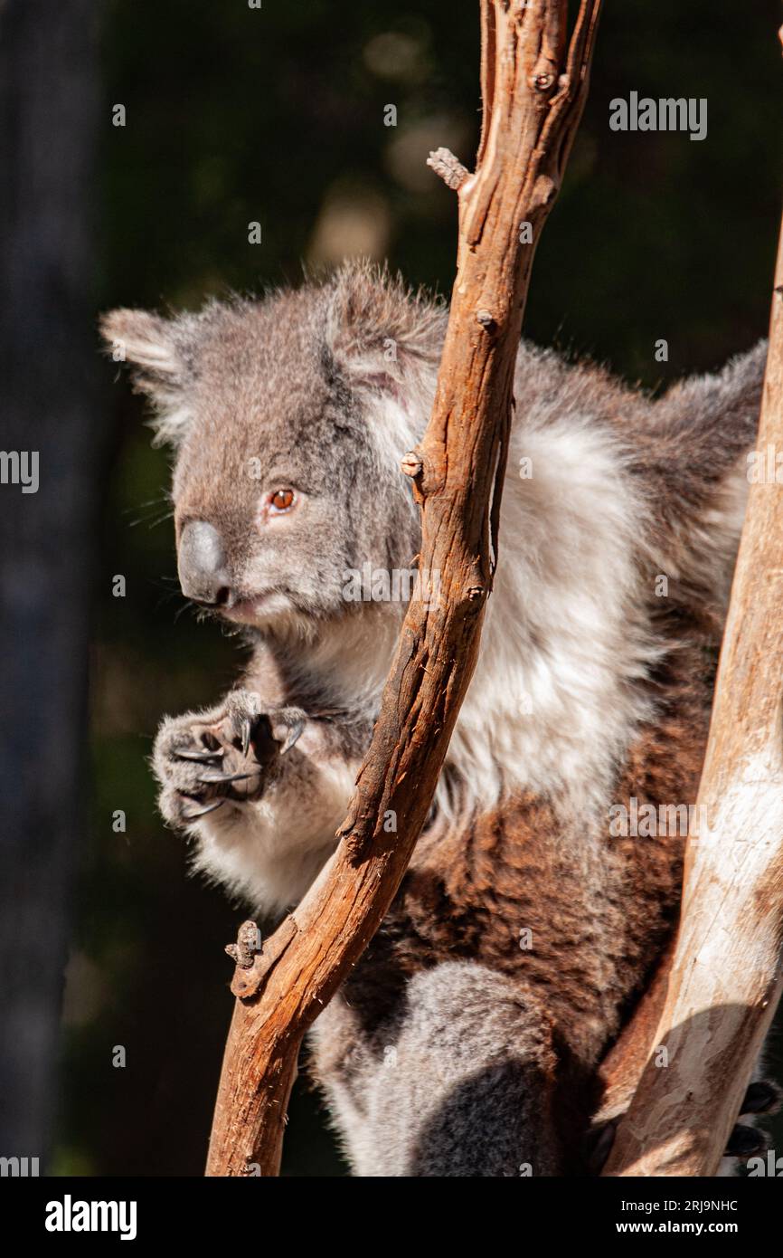 Australian koala, an iconic marsupial species found only in australia