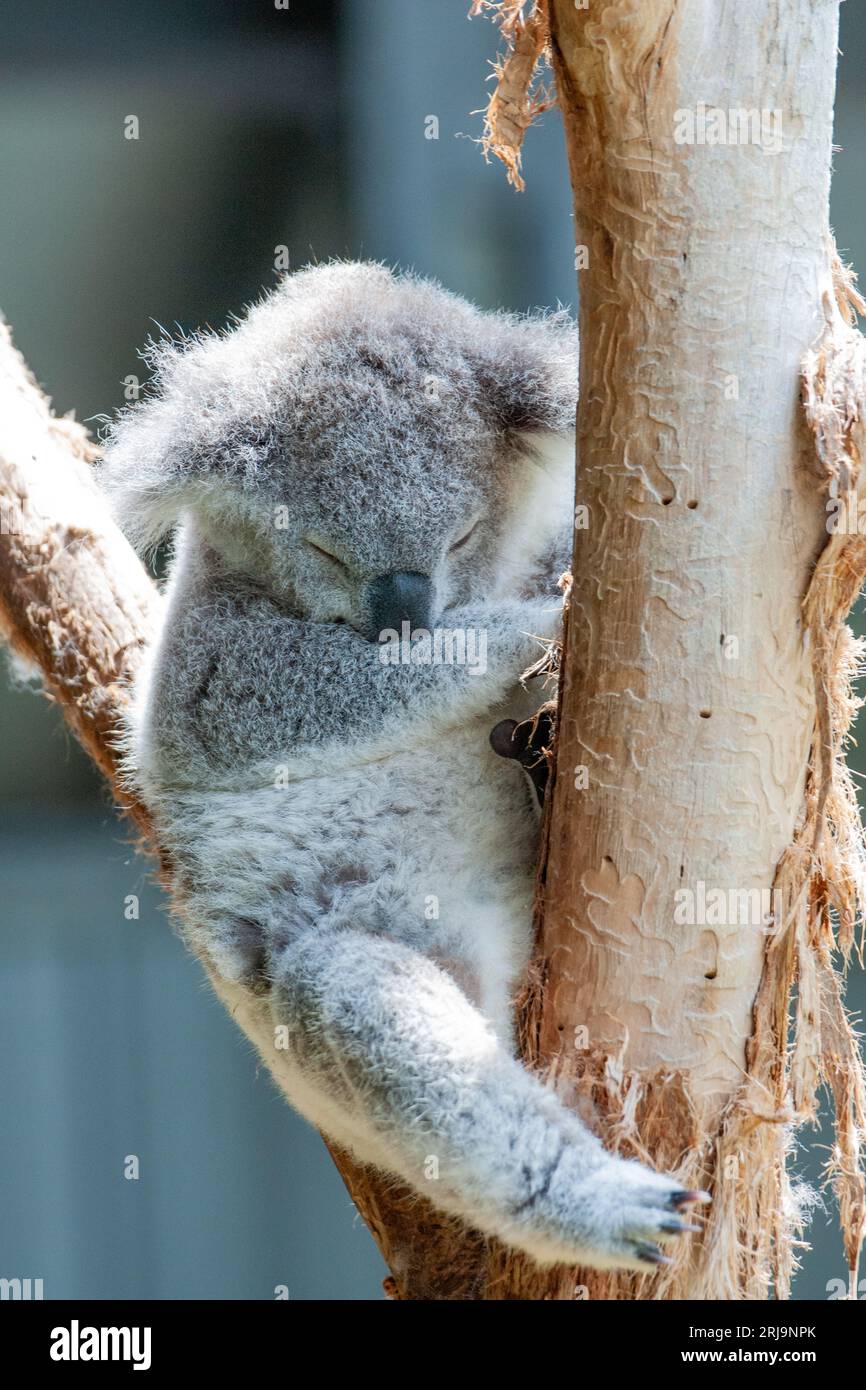 Australian koala, an iconic marsupial species found only in australia