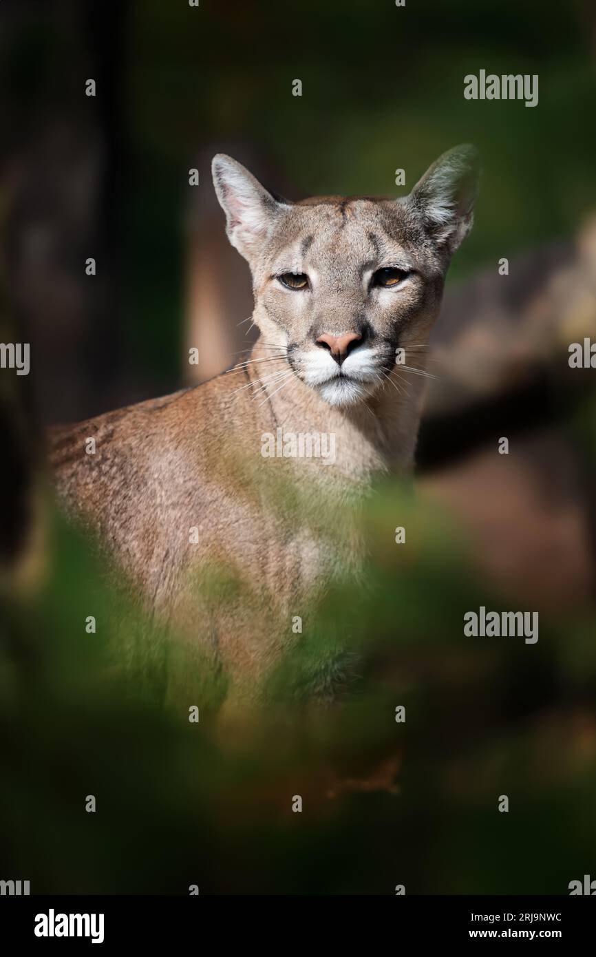 Cougar, mountain lion, puma on dark natural background Stock Photo