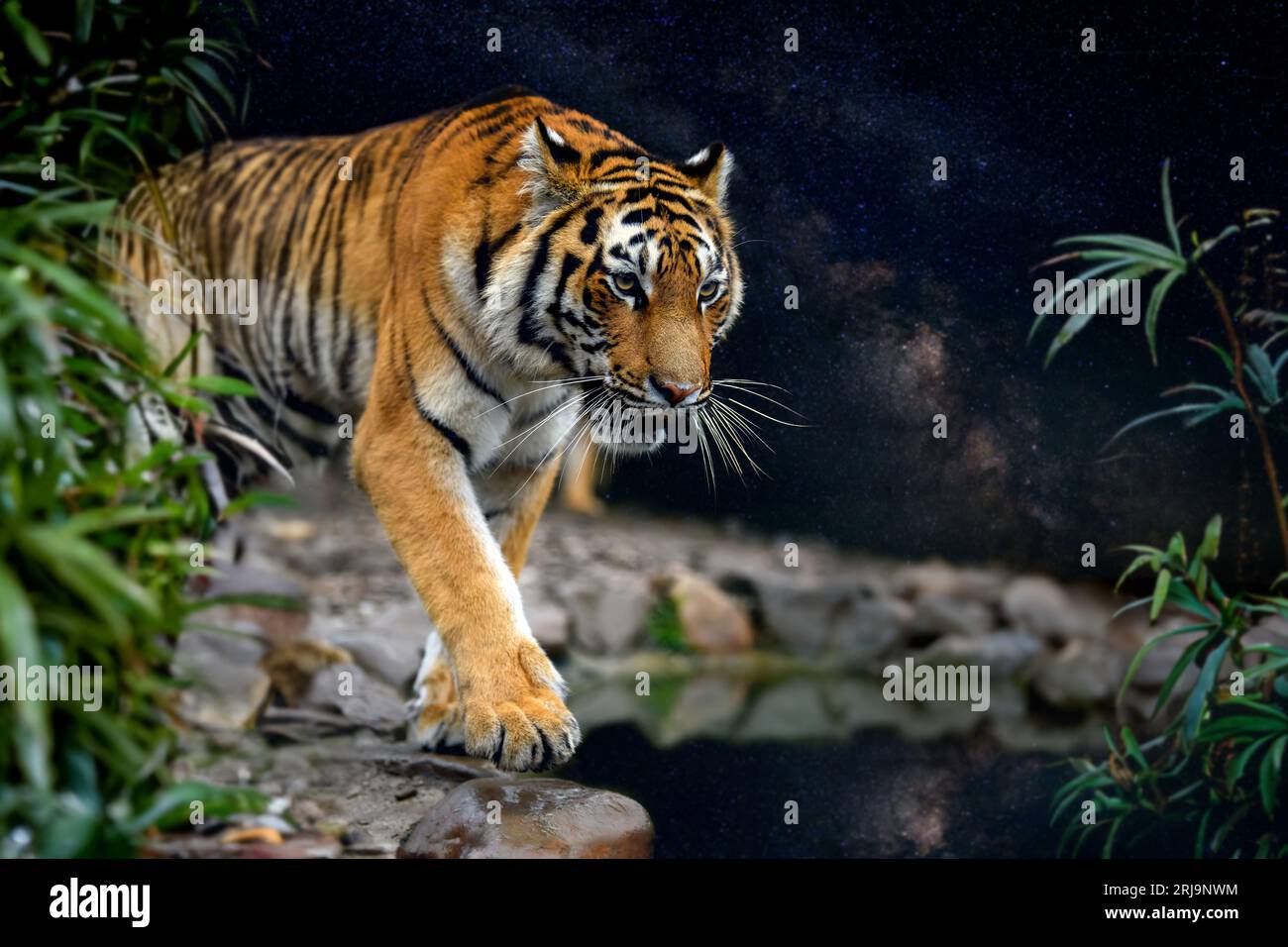 Close up adult tiger portrait in jungle on night sky background with Milky Way Stock Photo