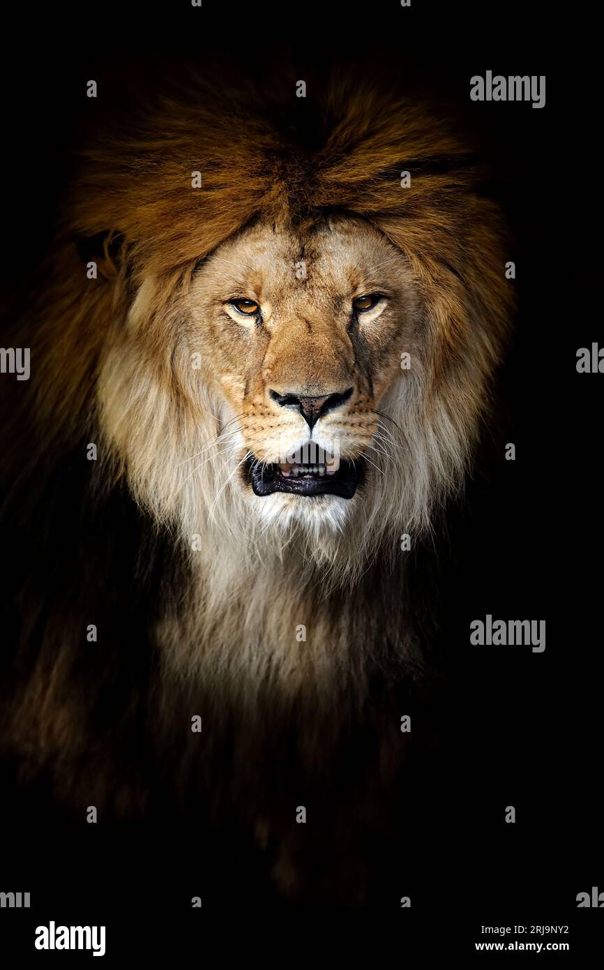Male lion face close up portrait hi-res stock photography and images ...