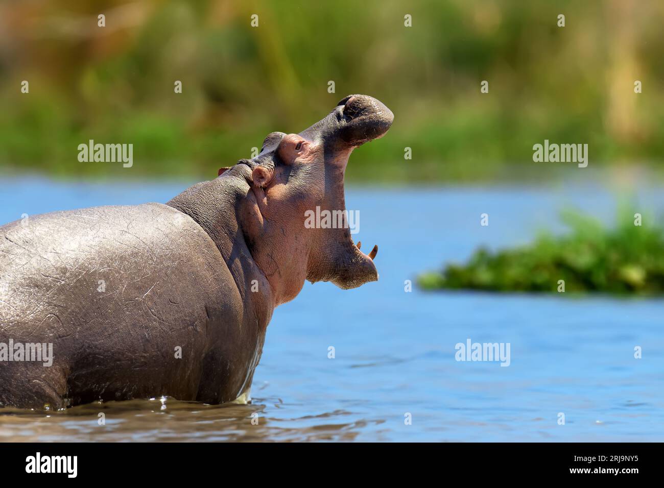 Hippo family (Hippopotamus amphibius) in the water. Natioanl pakr of Kenya, Africa. Stock Photo