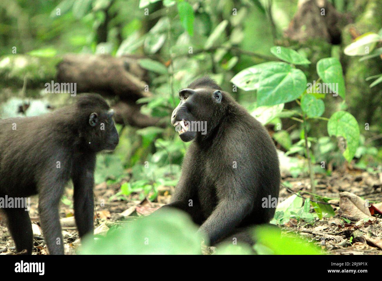 A crested macaque (Macaca nigra) shows a bared-teeth display toward another individual as they are having social activity on the ground in Tangkoko forest, North Sulawesi, Indonesia. Facial expressions (half-open mouth, open mouth bared-teeth, stare, jaw movement) in crested macaques are defined as threat, according to primate scientists. However, a “neutral” face (face without movement) in primates is still communicating something. In this threatened species, 'the neutral face was more closely associated with a conflict outcome than screams and threat faces, suggesting that the absence of... Stock Photo