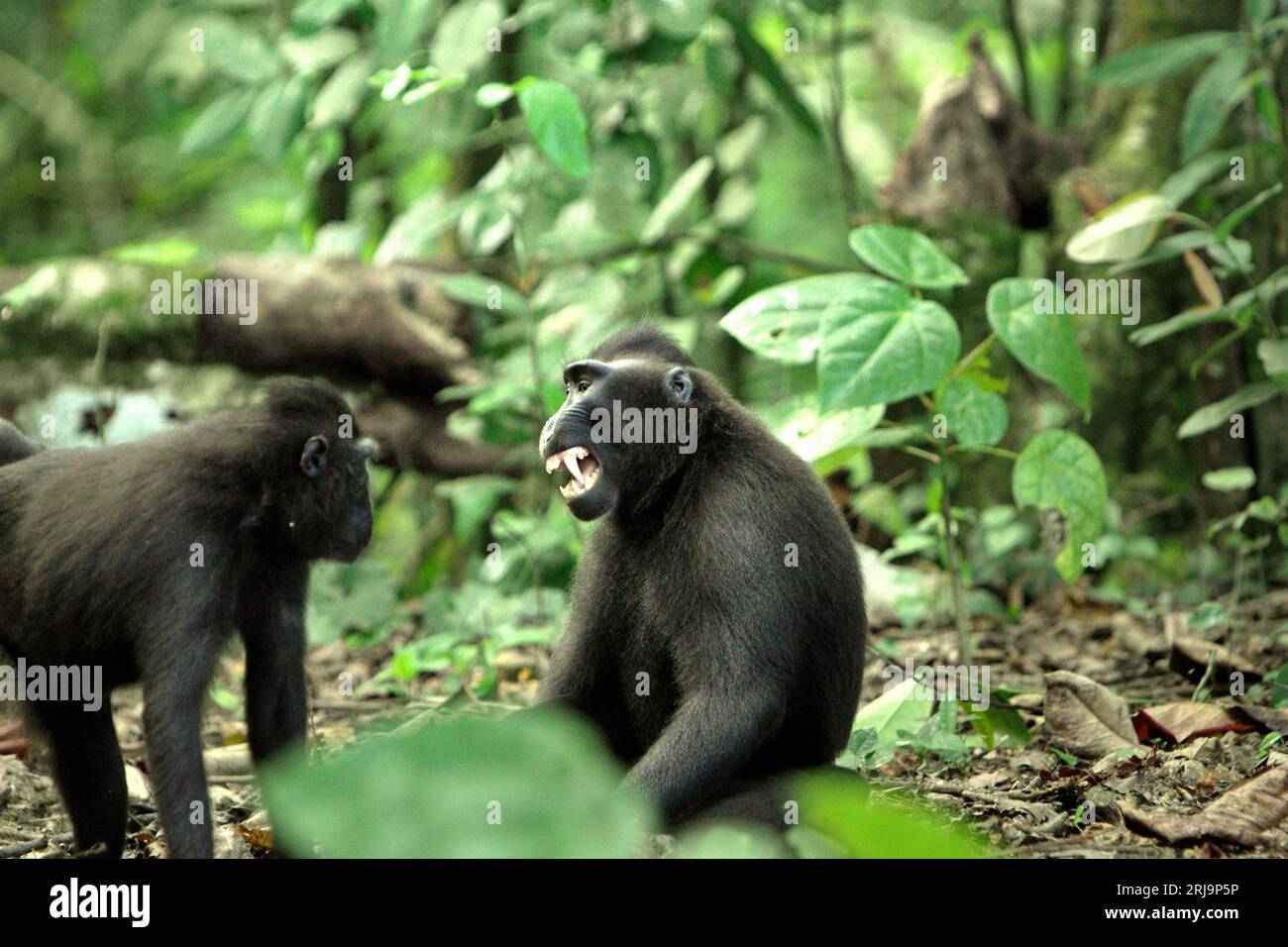 A crested macaque (Macaca nigra) shows a bared-teeth display toward another individual as they are having social activity on the ground in Tangkoko forest, North Sulawesi, Indonesia. Facial expressions (half-open mouth, open mouth bared-teeth, stare, jaw movement) in crested macaques are defined as threat, according to primate scientists. However, a “neutral” face (face without movement) in primates is still communicating something. In this threatened species, 'the neutral face was more closely associated with a conflict outcome than screams and threat faces, suggesting that the absence of... Stock Photo