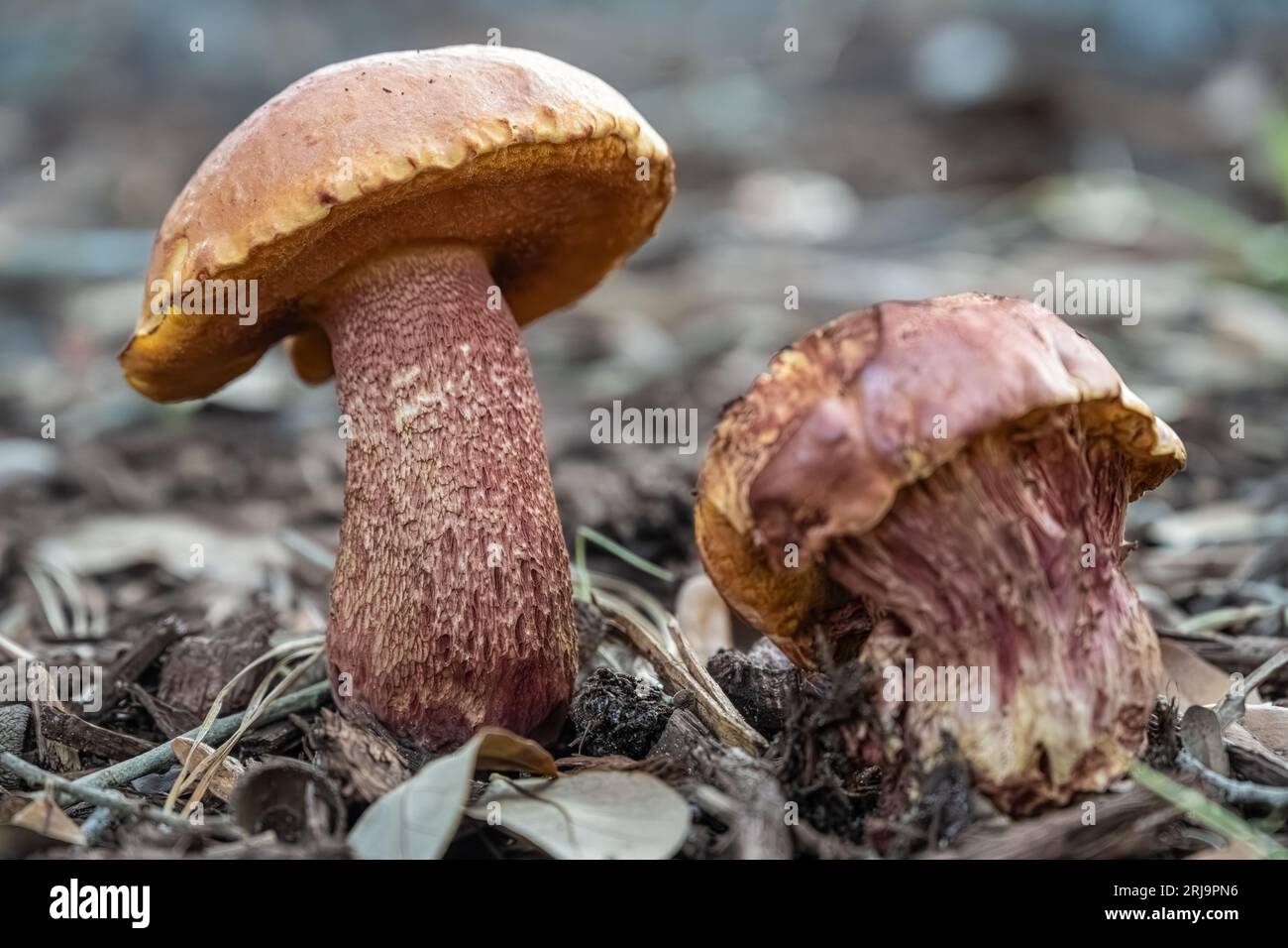 Bolete mushrooms growing near oak trees in Jacksonville, Florida. (USA