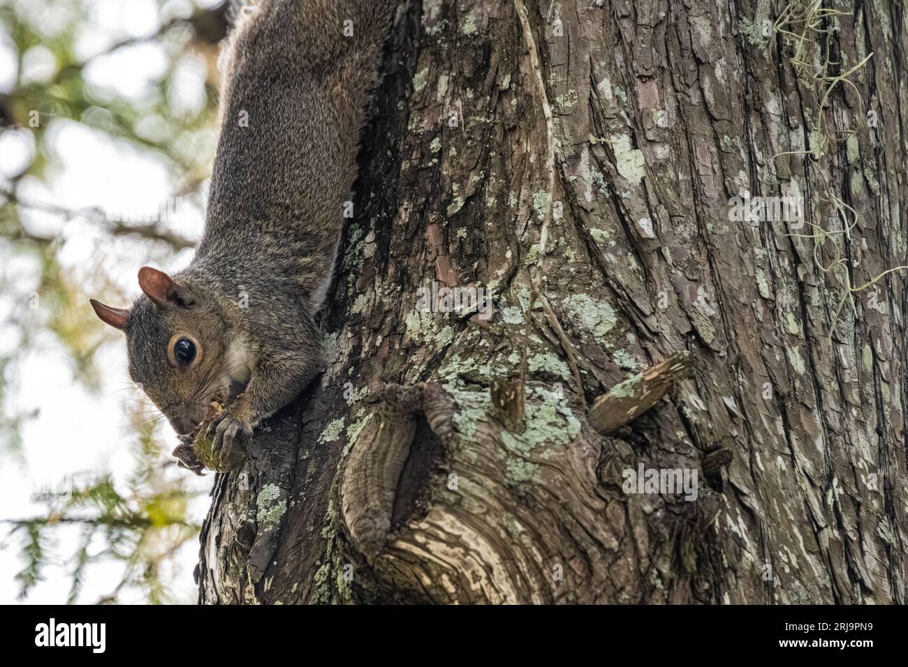 Eastern gray squirrel (Sciurus carolinensis) hanging upside down on a
