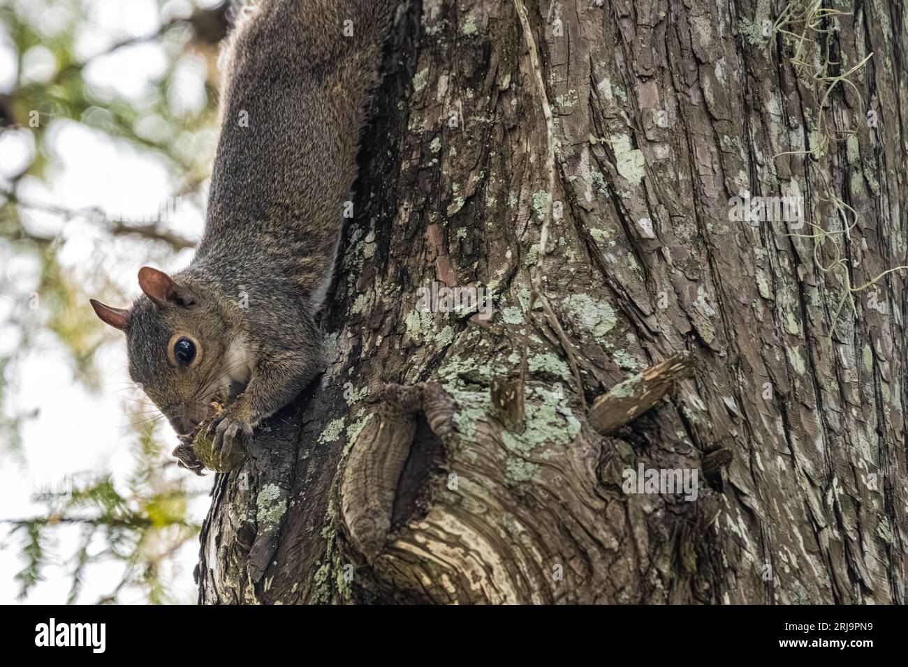 Eastern gray squirrel (Sciurus carolinensis) hanging upside down on a tree trunk eating a nut in Jacksonville, Florida. (USA) Stock Photo