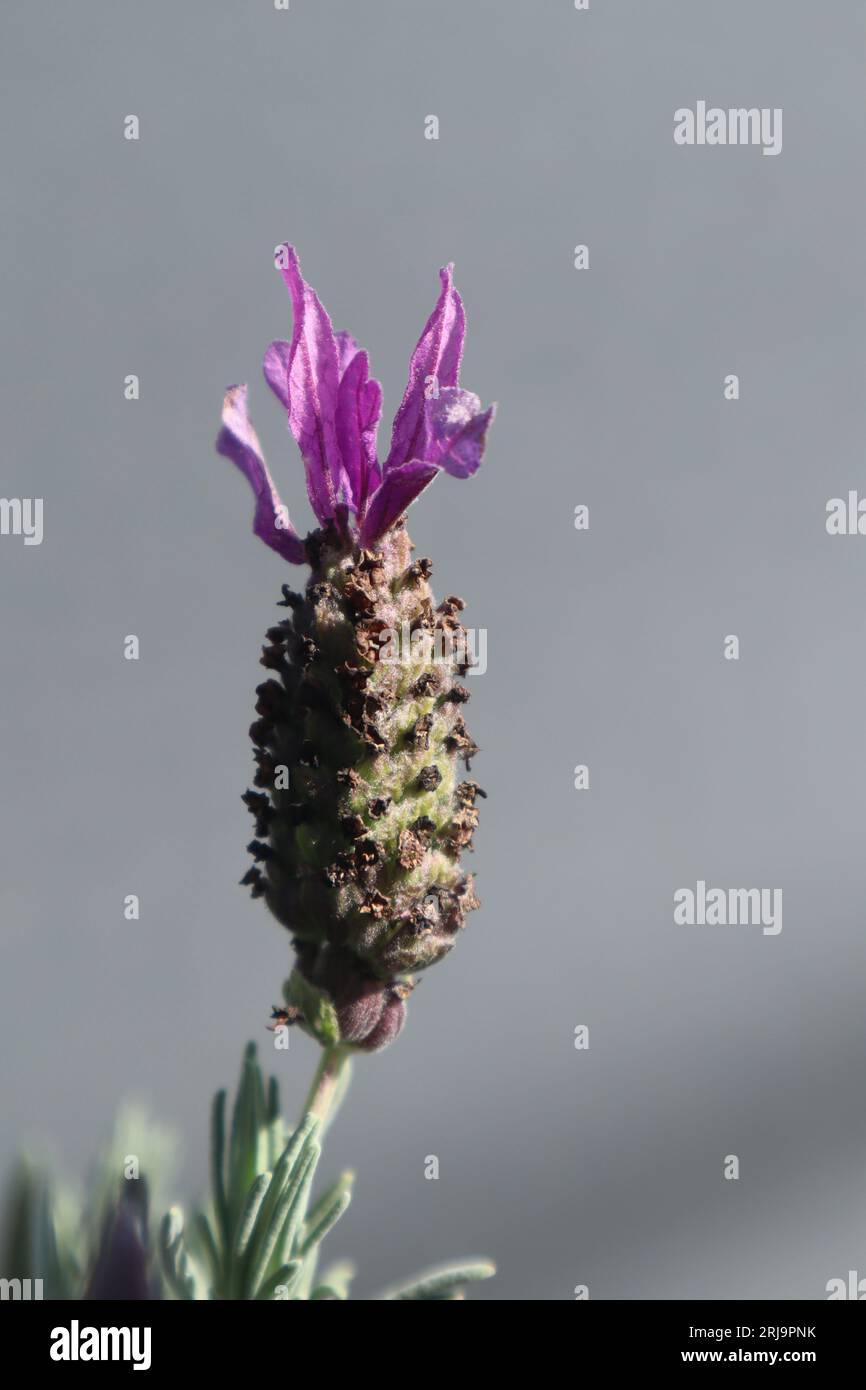 Flowering lavender Stock Photo