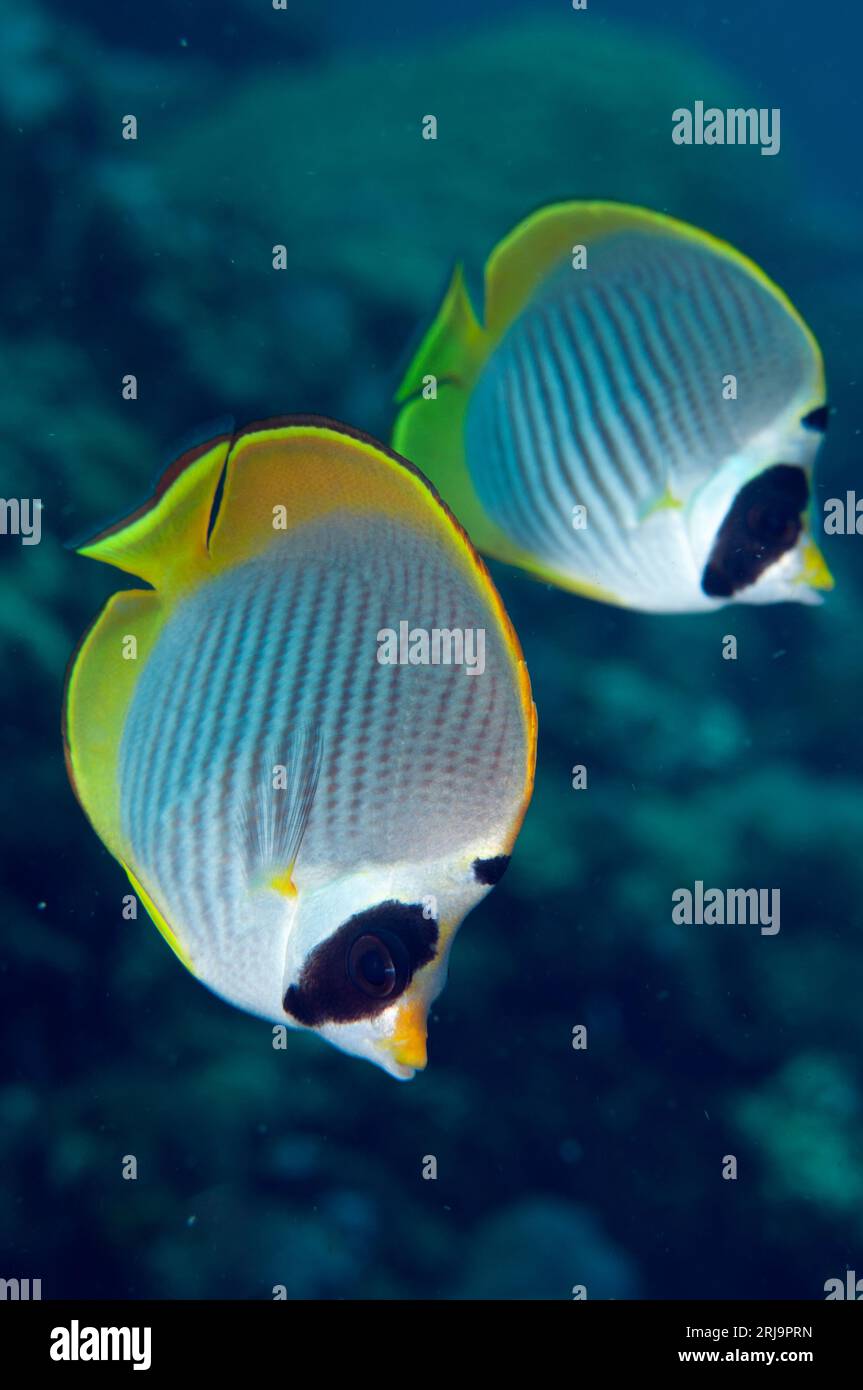 Panda Butterflyfish, Chaetodon adiergastos, Alam Anda dive site, Seraya, Bali, Indonesia Stock Photo