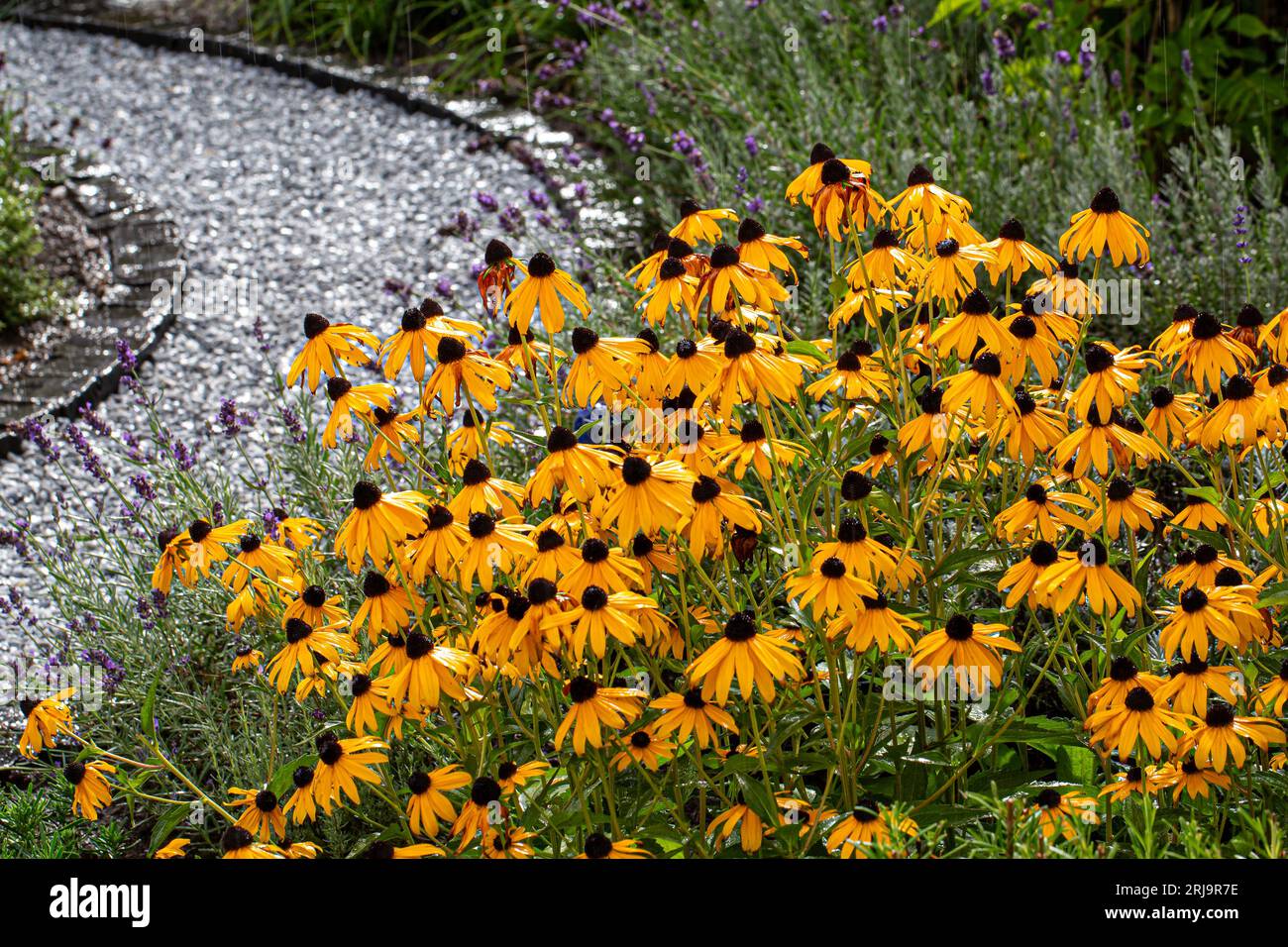 Yellow blossoms of black-eyed Susan (Rudbeckia) in full bloom with raindrops after a rain shower with a footpath in background Stock Photo