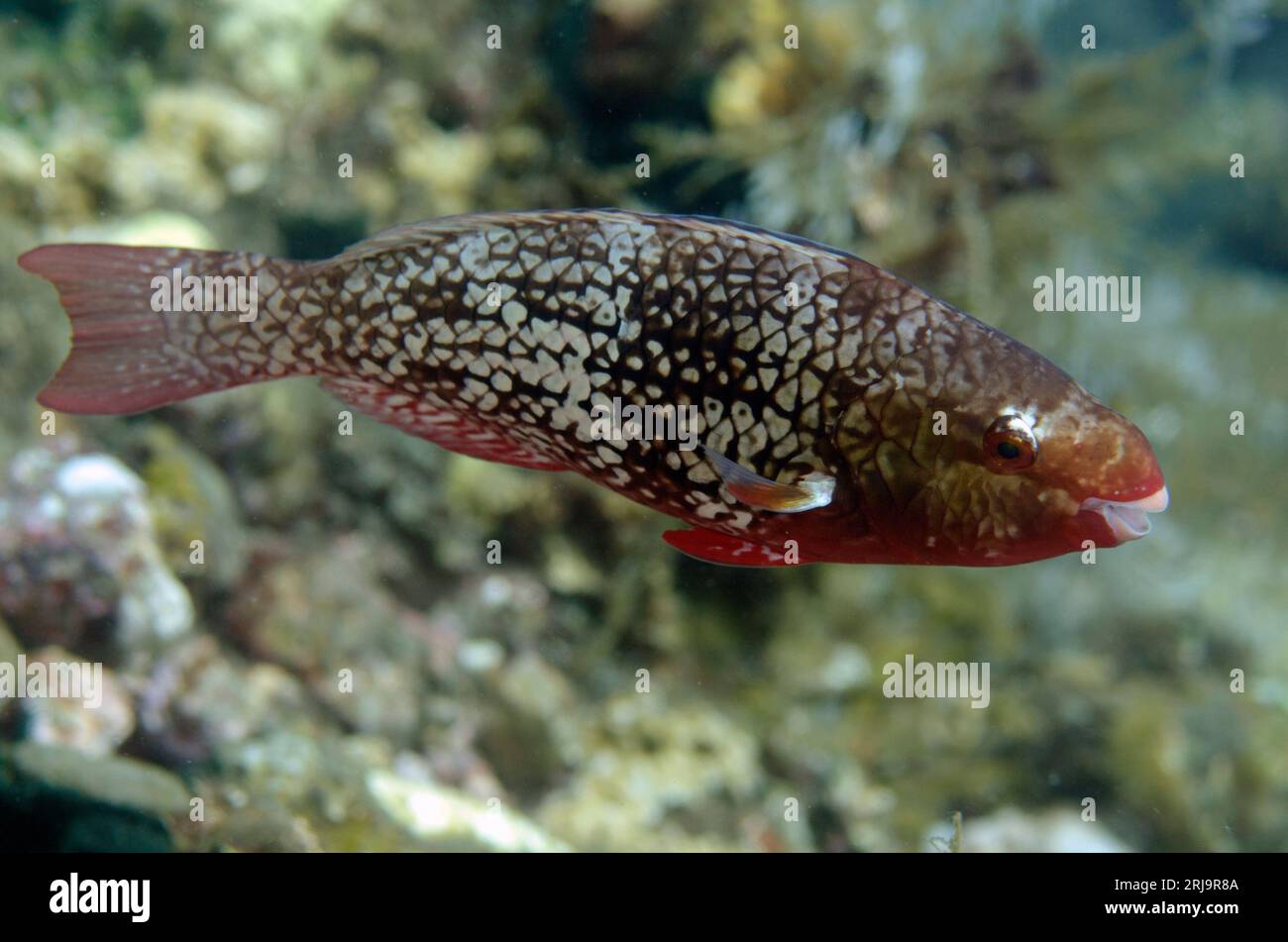 Female Ember Parrotfish, Scarus rubroviolaceus, Coral Gardens dive site, Seraya, Karangasem, Bali, Indonesia Stock Photo