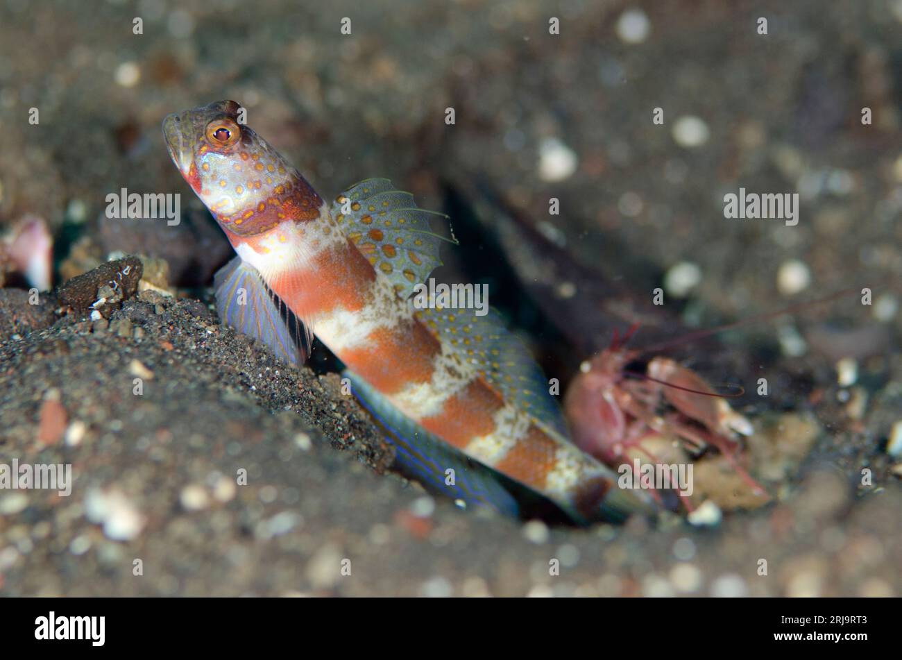 Blotchy Shrimpgoby, Amblyeleotris periophthalma, with Snapping Shrimp, Alpheus sp, in hole on black sand, Bulakan dive site, Seraya, Karangasem, Bali, Stock Photo