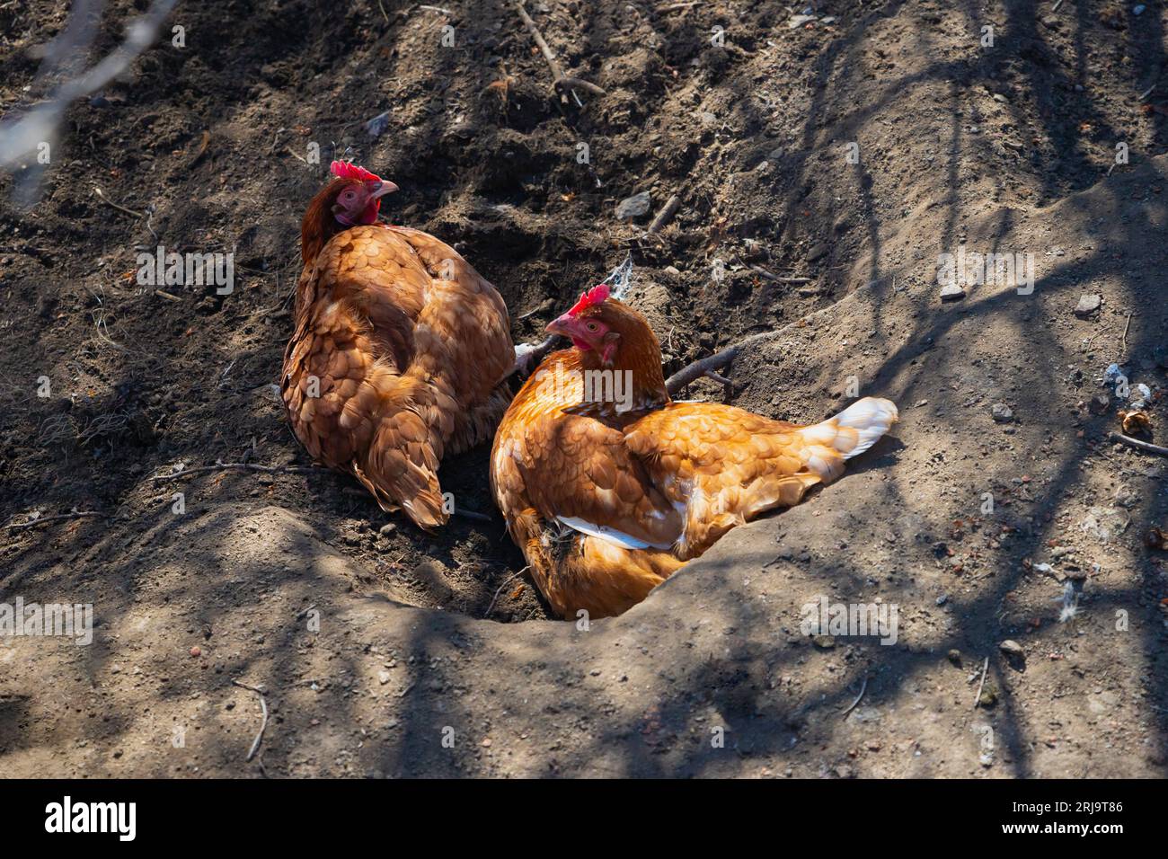 two red domestic hen chickens taking dirt bath, poultry resting Stock Photo