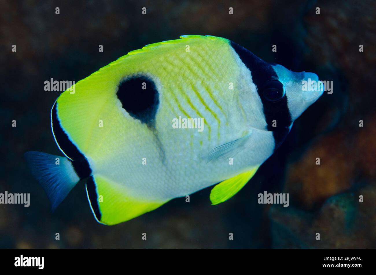 Teardrop Butterflyfish, Chaetodon unimaculatus, Suanggi dive site, Banda Neira, Banda Sea, Indonesia Stock Photo