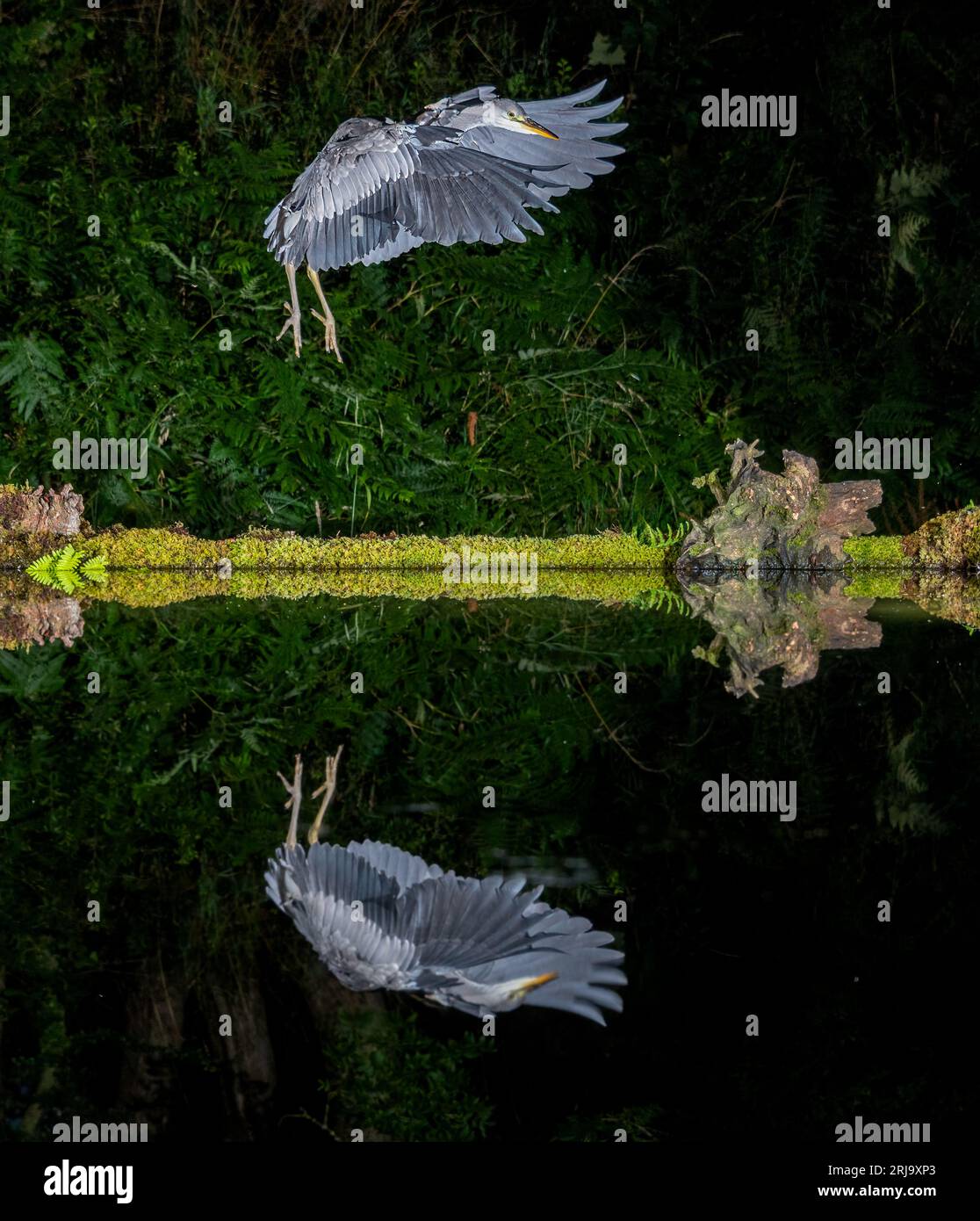 Captured at night, a grey. gray heron in flight with wings spread. It is coming in to land at a pool and is reflected in the water Stock Photo