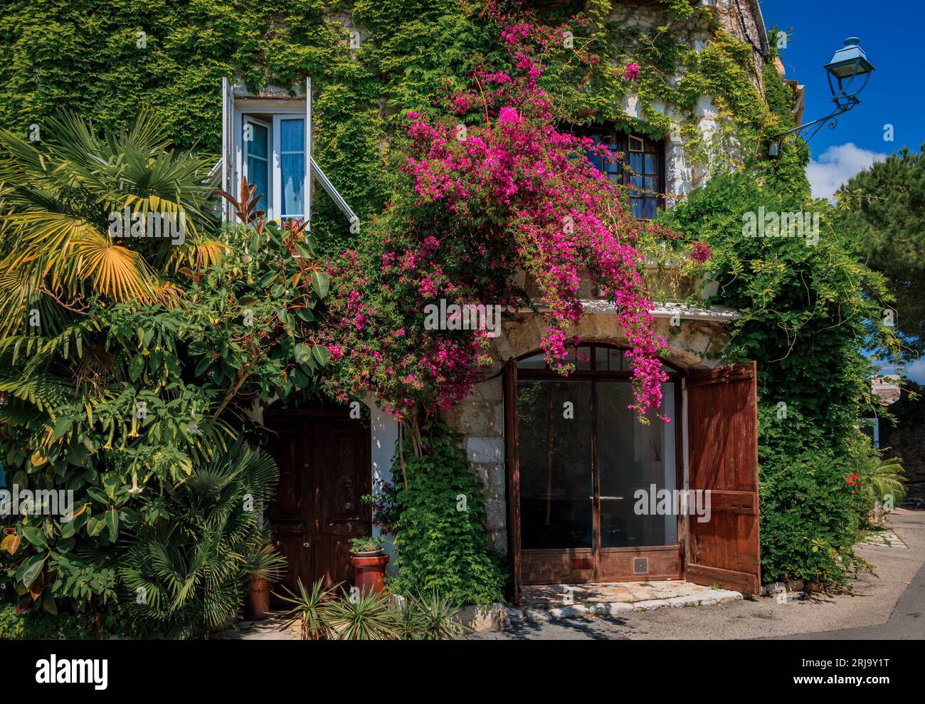 Blooming bougainvilia, jasmine and ivy covered wall of am old stone house in the medieval town of Saint Paul de Vence, French Riviera, South of France Stock Photo